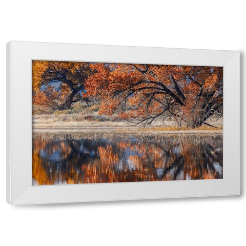Cottonwood tree reflecting on pond-Bosque del Apache National Wildlife Refuge-New Mexico White Modern Wood Framed Art Print by Jones, Adam