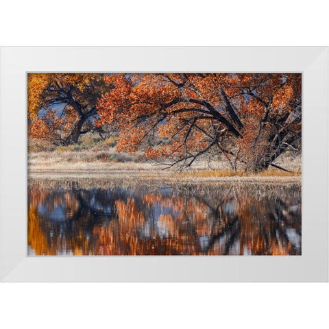 Cottonwood tree reflecting on pond-Bosque del Apache National Wildlife Refuge-New Mexico White Modern Wood Framed Art Print by Jones, Adam