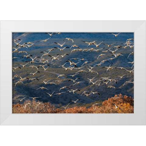 Snow geese flying Bosque del Apache National Wildlife Refuge-New Mexico White Modern Wood Framed Art Print by Jones, Adam