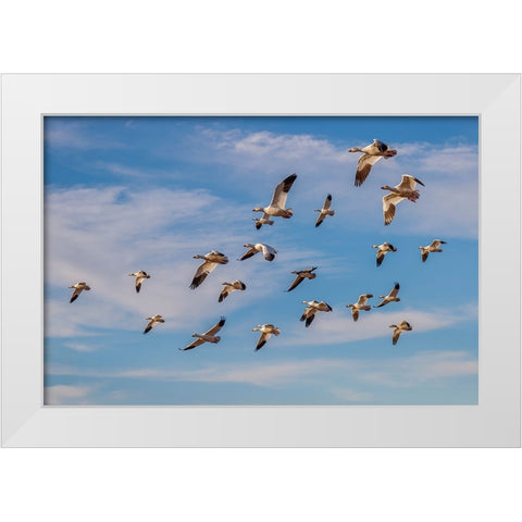Snow geese flying Bosque del Apache National Wildlife Refuge-New Mexico White Modern Wood Framed Art Print by Jones, Adam
