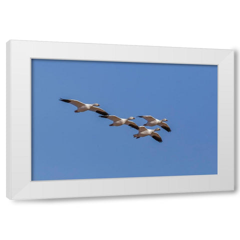 Snow geese flying Bosque del Apache National Wildlife Refuge-New Mexico White Modern Wood Framed Art Print by Jones, Adam