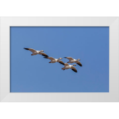 Snow geese flying Bosque del Apache National Wildlife Refuge-New Mexico White Modern Wood Framed Art Print by Jones, Adam