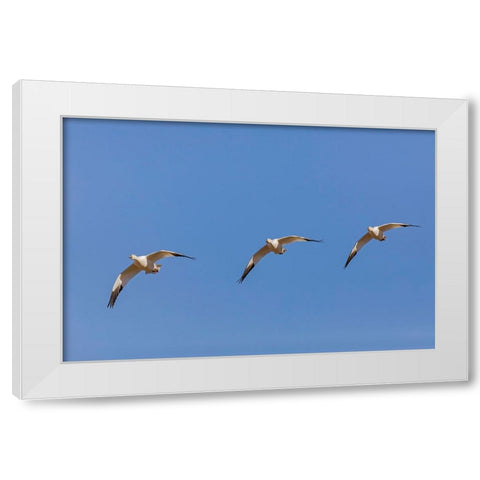 Snow geese flying Bosque del Apache National Wildlife Refuge-New Mexico White Modern Wood Framed Art Print by Jones, Adam