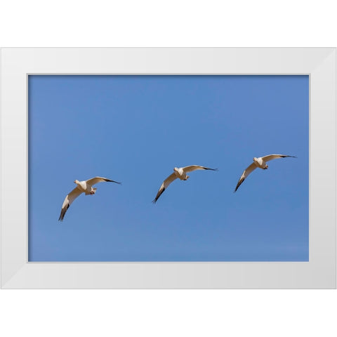 Snow geese flying Bosque del Apache National Wildlife Refuge-New Mexico White Modern Wood Framed Art Print by Jones, Adam