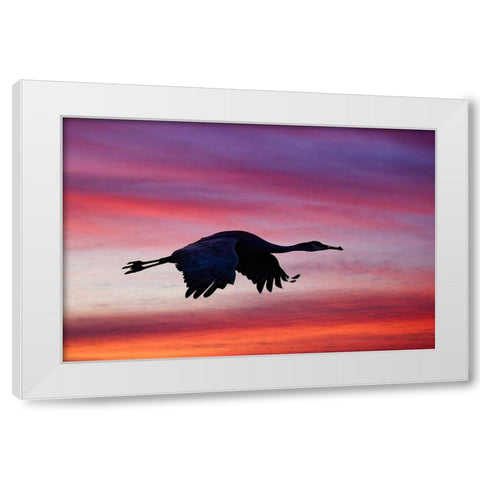 Sandhill crane silhouetted flying at sunset Bosque del Apache National Wildlife Refuge-New Mexico White Modern Wood Framed Art Print by Jones, Adam