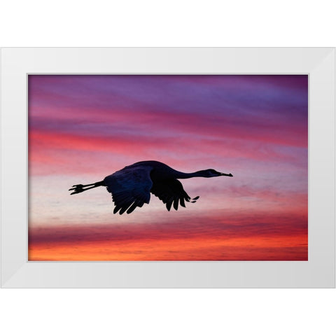 Sandhill crane silhouetted flying at sunset Bosque del Apache National Wildlife Refuge-New Mexico White Modern Wood Framed Art Print by Jones, Adam