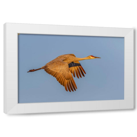 Sandhill crane flying at sunrise Bosque del Apache National Wildlife Refuge-New Mexico White Modern Wood Framed Art Print by Jones, Adam