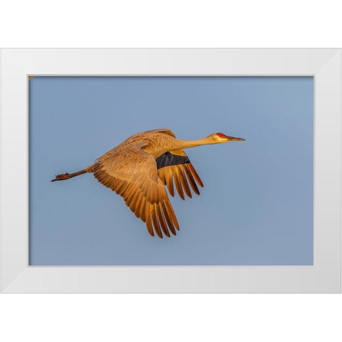 Sandhill crane flying at sunrise Bosque del Apache National Wildlife Refuge-New Mexico White Modern Wood Framed Art Print by Jones, Adam