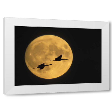 New Mexico, Sandhill cranes flying by moon White Modern Wood Framed Art Print by Anon, Ellen