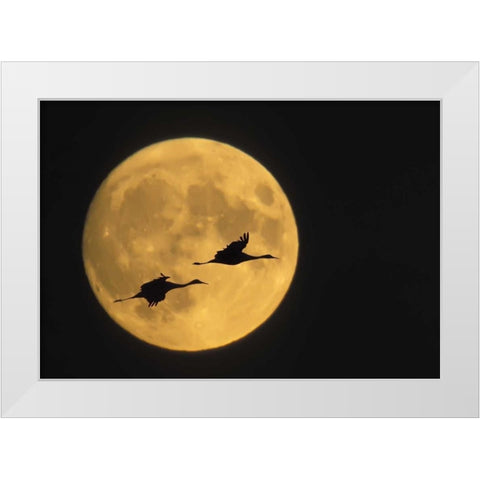 New Mexico, Sandhill cranes flying by moon White Modern Wood Framed Art Print by Anon, Ellen