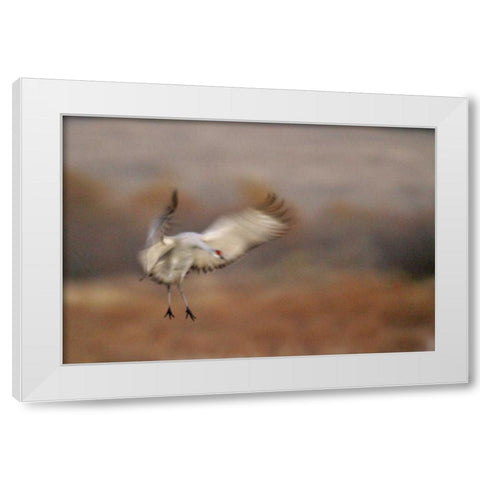 New Mexico Abstract of sandhill crane landing White Modern Wood Framed Art Print by Morris, Arthur