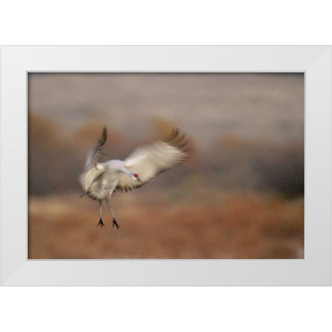 New Mexico Abstract of sandhill crane landing White Modern Wood Framed Art Print by Morris, Arthur
