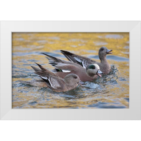 New Mexico American wigeons courting White Modern Wood Framed Art Print by Morris, Arthur