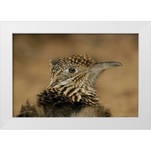 New Mexico, Bosque Del Apache Great roadrunner White Modern Wood Framed Art Print by Morris, Arthur