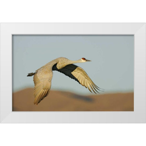 New Mexico Sandhill crane in flight White Modern Wood Framed Art Print by Morris, Arthur