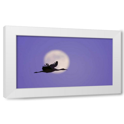 New Mexico Sandhill crane flying by the moon White Modern Wood Framed Art Print by Morris, Arthur