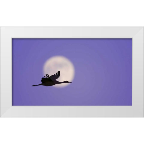 New Mexico Sandhill crane flying by the moon White Modern Wood Framed Art Print by Morris, Arthur