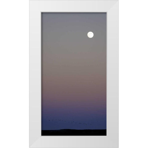 New Mexico Sandhill cranes flying under the moon White Modern Wood Framed Art Print by Morris, Arthur