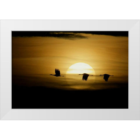 New Mexico Silhouettes of sandhill cranes flying White Modern Wood Framed Art Print by Morris, Arthur