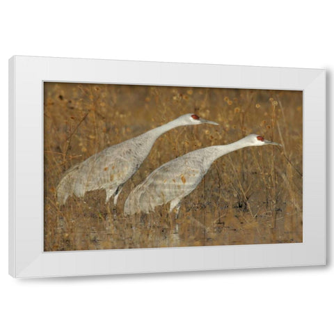 New Mexico Two sandhill cranes in marsh White Modern Wood Framed Art Print by Morris, Arthur