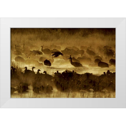 New Mexico Flock of birds in pond and ground fog White Modern Wood Framed Art Print by Morris, Arthur