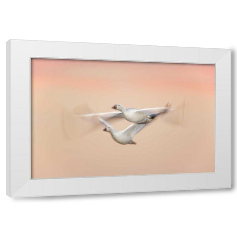New Mexico Snow geese in flight at dusk White Modern Wood Framed Art Print by Morris, Arthur