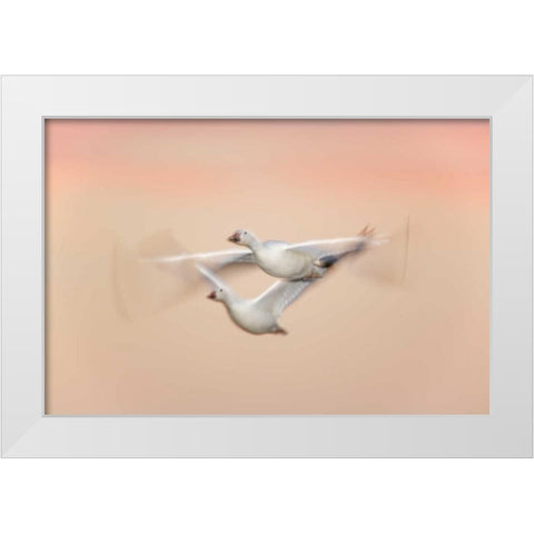 New Mexico Snow geese in flight at dusk White Modern Wood Framed Art Print by Morris, Arthur