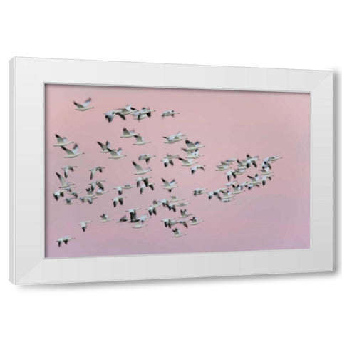 New Mexico Snow geese in flight against pink sky White Modern Wood Framed Art Print by Morris, Arthur