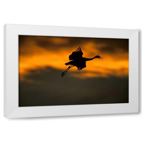 New Mexico Sandhill crane landing at sunset White Modern Wood Framed Art Print by Illg, Cathy and Gordon