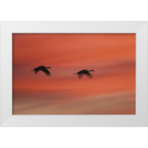New MexicoAbstract of two sandhill cranes White Modern Wood Framed Art Print by Anon, Josh
