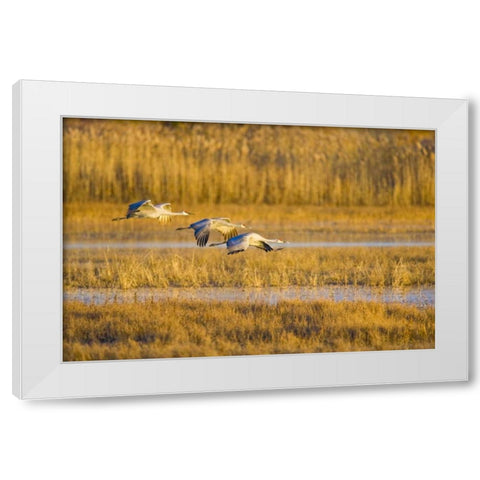 New Mexico Greater sandhill cranes landing White Modern Wood Framed Art Print by Lord, Fred