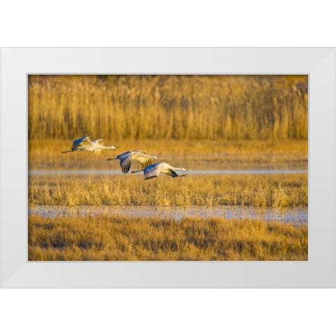 New Mexico Greater sandhill cranes landing White Modern Wood Framed Art Print by Lord, Fred