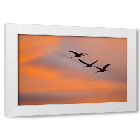 New Mexico Greater sandhill cranes leaving nest White Modern Wood Framed Art Print by Lord, Fred