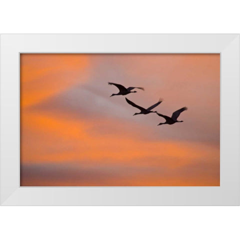 New Mexico Greater sandhill cranes leaving nest White Modern Wood Framed Art Print by Lord, Fred