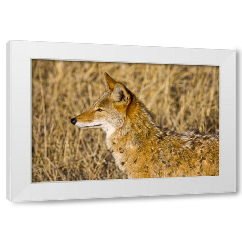 New Mexico Coyote stalking ducks on pond White Modern Wood Framed Art Print by Lord, Fred