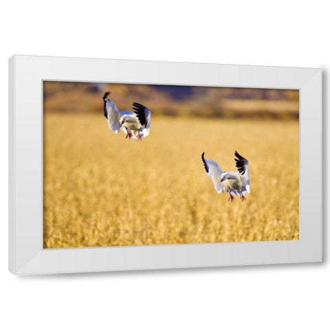 New Mexico Two snow geese landing in corn field White Modern Wood Framed Art Print by Lord, Fred
