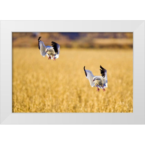 New Mexico Two snow geese landing in corn field White Modern Wood Framed Art Print by Lord, Fred