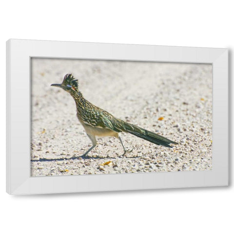 New Mexico Greater roadrunner crossing road White Modern Wood Framed Art Print by Lord, Fred