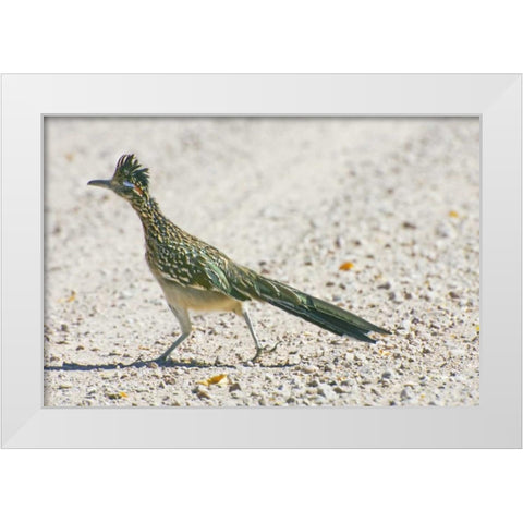 New Mexico Greater roadrunner crossing road White Modern Wood Framed Art Print by Lord, Fred