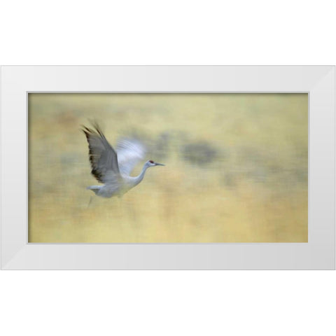 New Mexico Abstract of sandhill crane running White Modern Wood Framed Art Print by Morris, Arthur