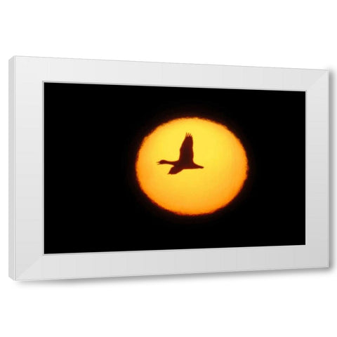 New Mexico Silhouette of lone snow goose White Modern Wood Framed Art Print by Morris, Arthur