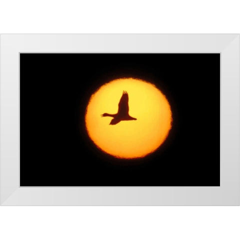 New Mexico Silhouette of lone snow goose White Modern Wood Framed Art Print by Morris, Arthur