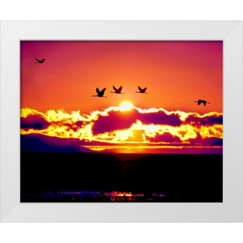 New Mexico Sandhill cranes flying through sunset White Modern Wood Framed Art Print by Kelley, David