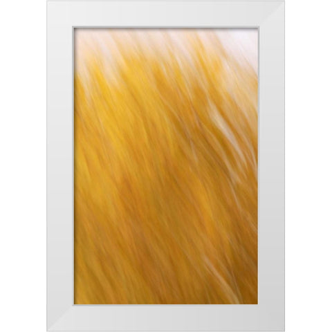 New Mexico Abstract of blurred cottonwood trees White Modern Wood Framed Art Print by Morris, Arthur