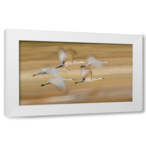 New Mexico Sandhill cranes fly in blurred White Modern Wood Framed Art Print by Morris, Arthur