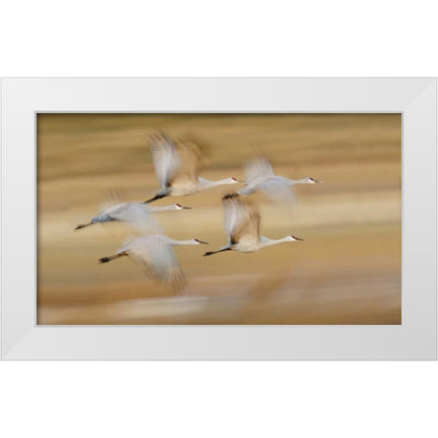 New Mexico Sandhill cranes fly in blurred White Modern Wood Framed Art Print by Morris, Arthur