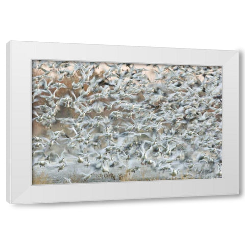 New Mexico Snow geese blast off from a pond White Modern Wood Framed Art Print by Grall, Don