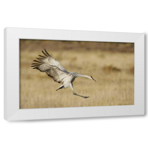 New Mexico Sandhill crane landing White Modern Wood Framed Art Print by Morris, Arthur