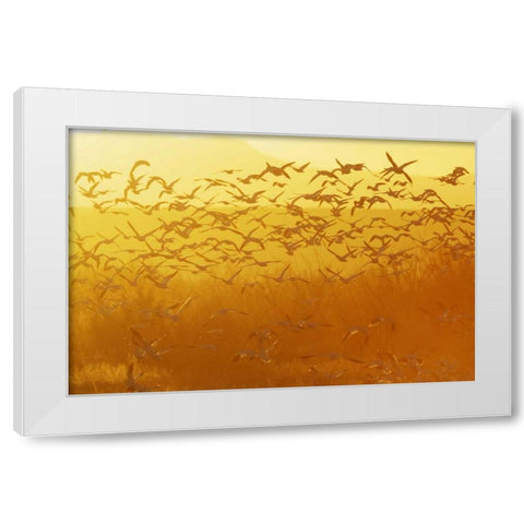 New Mexico Snow geese taking flight White Modern Wood Framed Art Print by Morris, Arthur