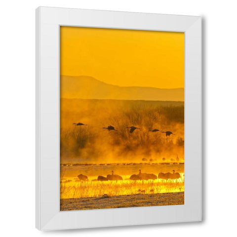 New Mexico, Bosque Del Apache Sandhill cranes White Modern Wood Framed Art Print by Illg, Cathy and Gordon